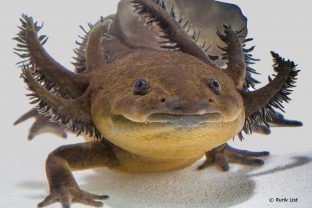 Ambystoma lermaense, Lake Lerma salamander