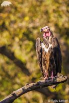 Red-headed Vulture