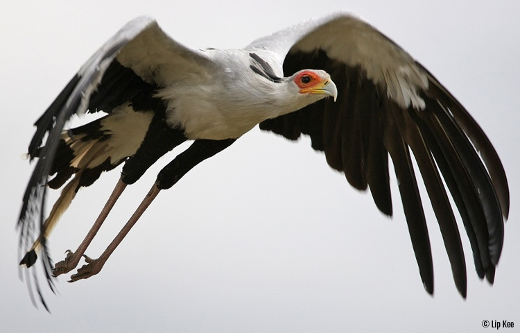 List of Birds of Prey - BirdLife International