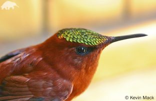 Juan Fernandez Firecrown