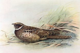 Jamaican Poorwill