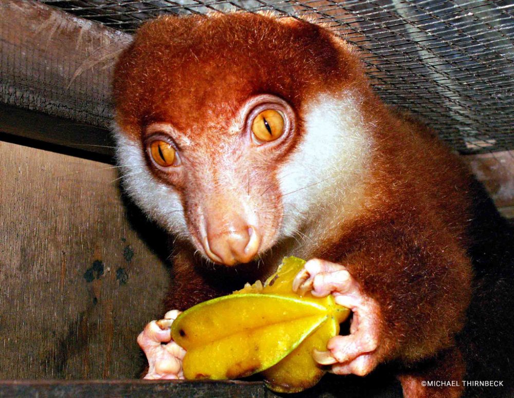 Black Spotted Cuscus Spilocuscus Rufoniger