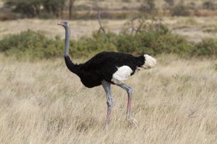 Somali Ostrich