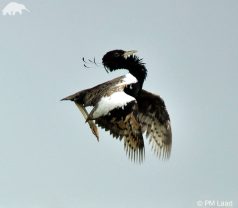 Lesser Florican