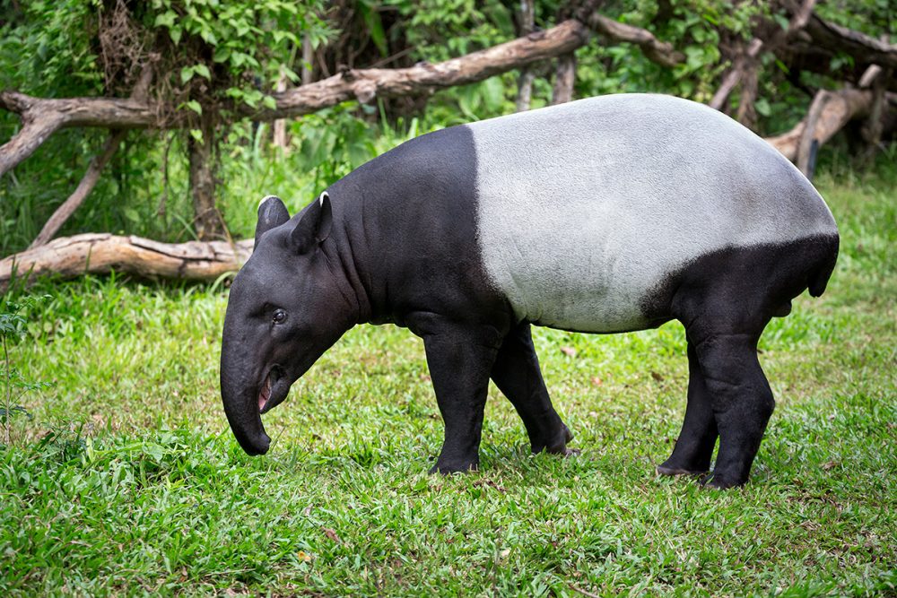 [Image: Tapirus-indicus_shutterstock_411690637-1000x667.jpg]