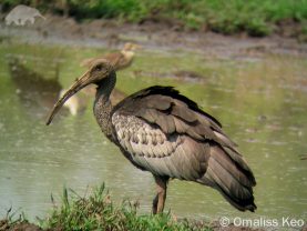 Giant Ibis