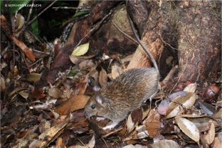 Okinawa Spiny Rat