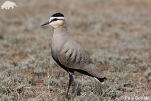 Sociable Lapwing