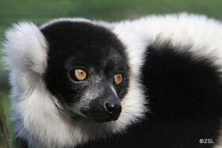 Black-and-white ruffed lemur