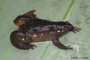 Lendu Plateau Clawed Frog, Xenopus lenduensis