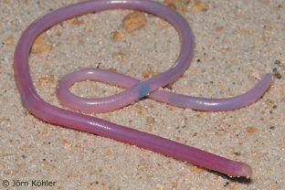 Madagascar blind snake, Xenotyphlops grandidieri - © Jörn Köhler