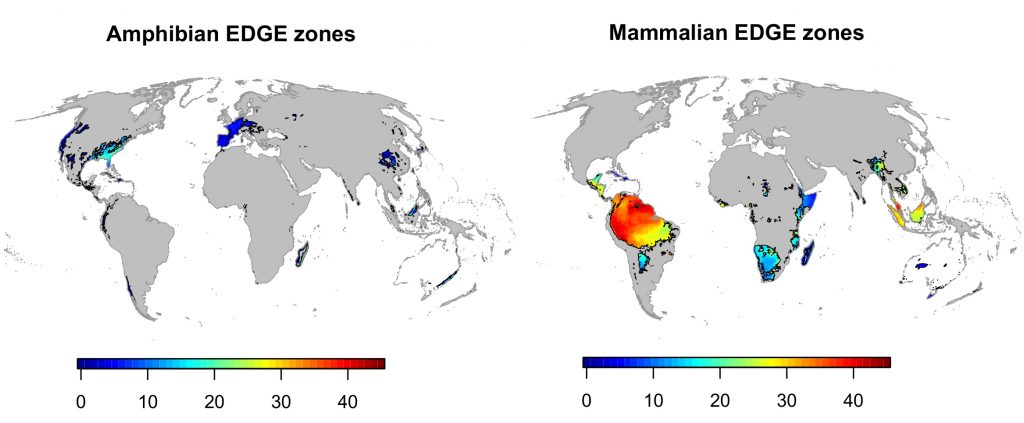 Mammalian and amphibian EDGE zones