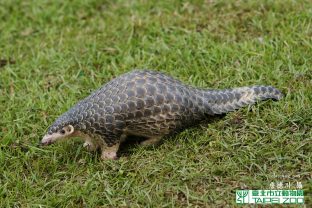 Chinese Pangolin, Manis pentadactyla