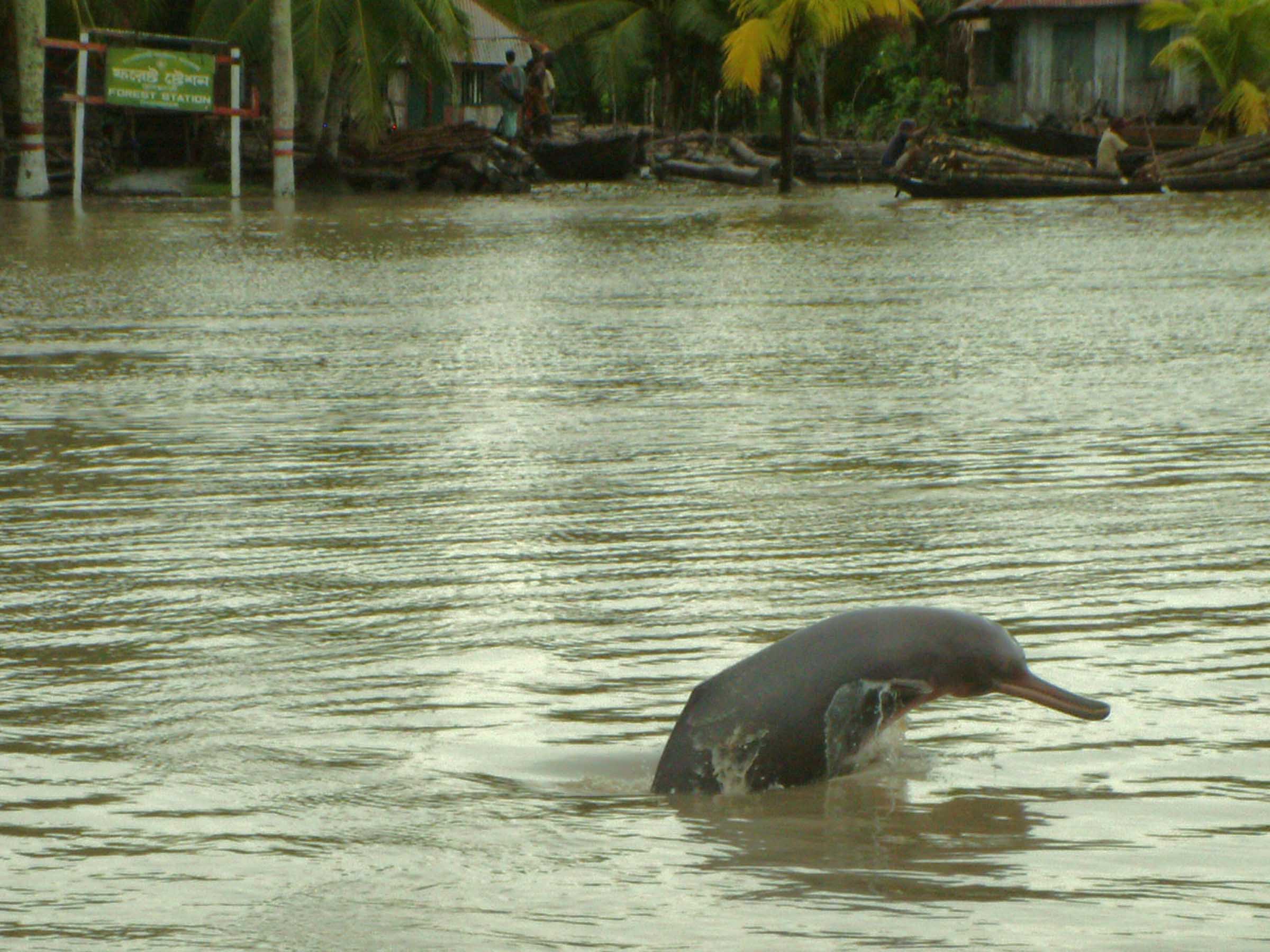 Conserving the Ganges River Dolphin on the Brahmaputra | EDGE of Existence