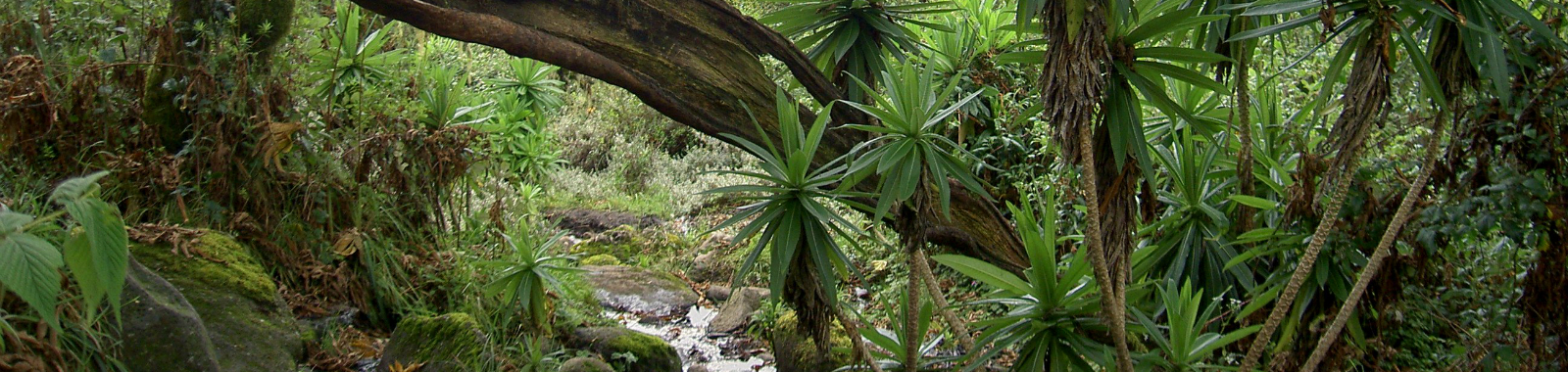 Rain_forest_around_Mt_Kenya_2 edited