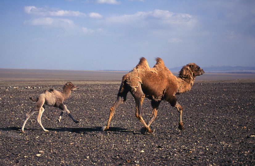 Download Ecology & Conservation of Wild Bactrian Camels in Mongolia | EDGE of Existence