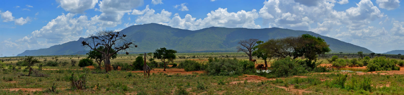 tsavo banner edited