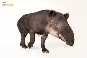 Baird's tapir