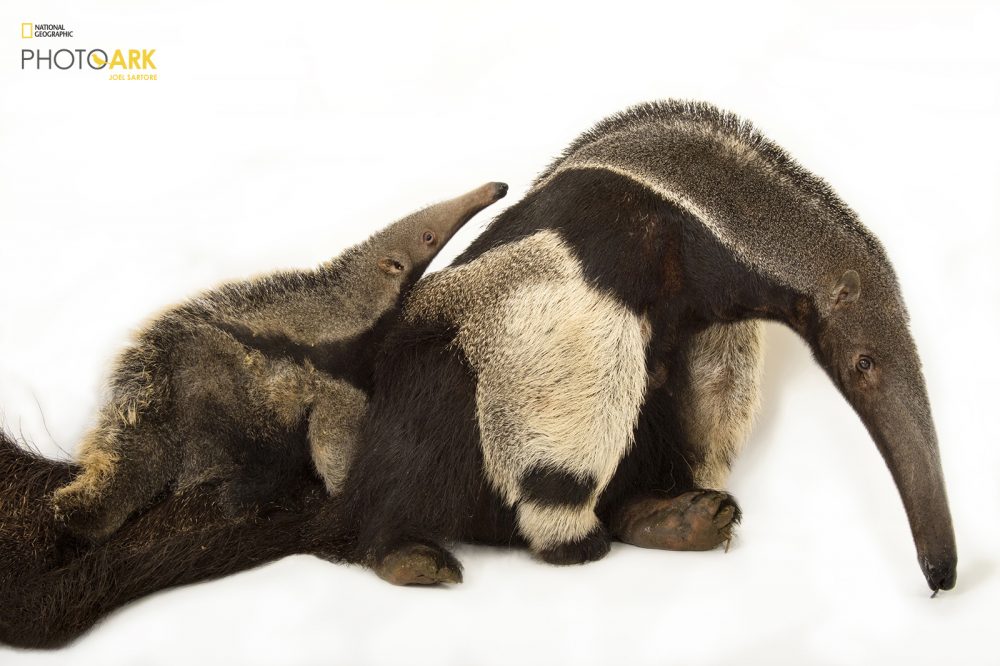 Giant anteater (Myrmecophaga tridactyla). Inserts: fore paw claws.