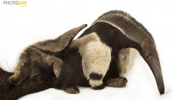 Giant Anteater - Joel Sartore