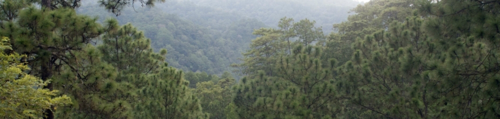 Banner Mexico