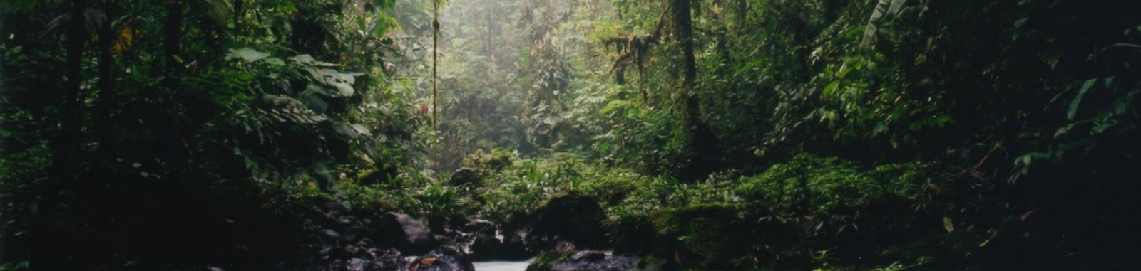 Canande forest banner