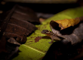 Colombian dwarf gecko