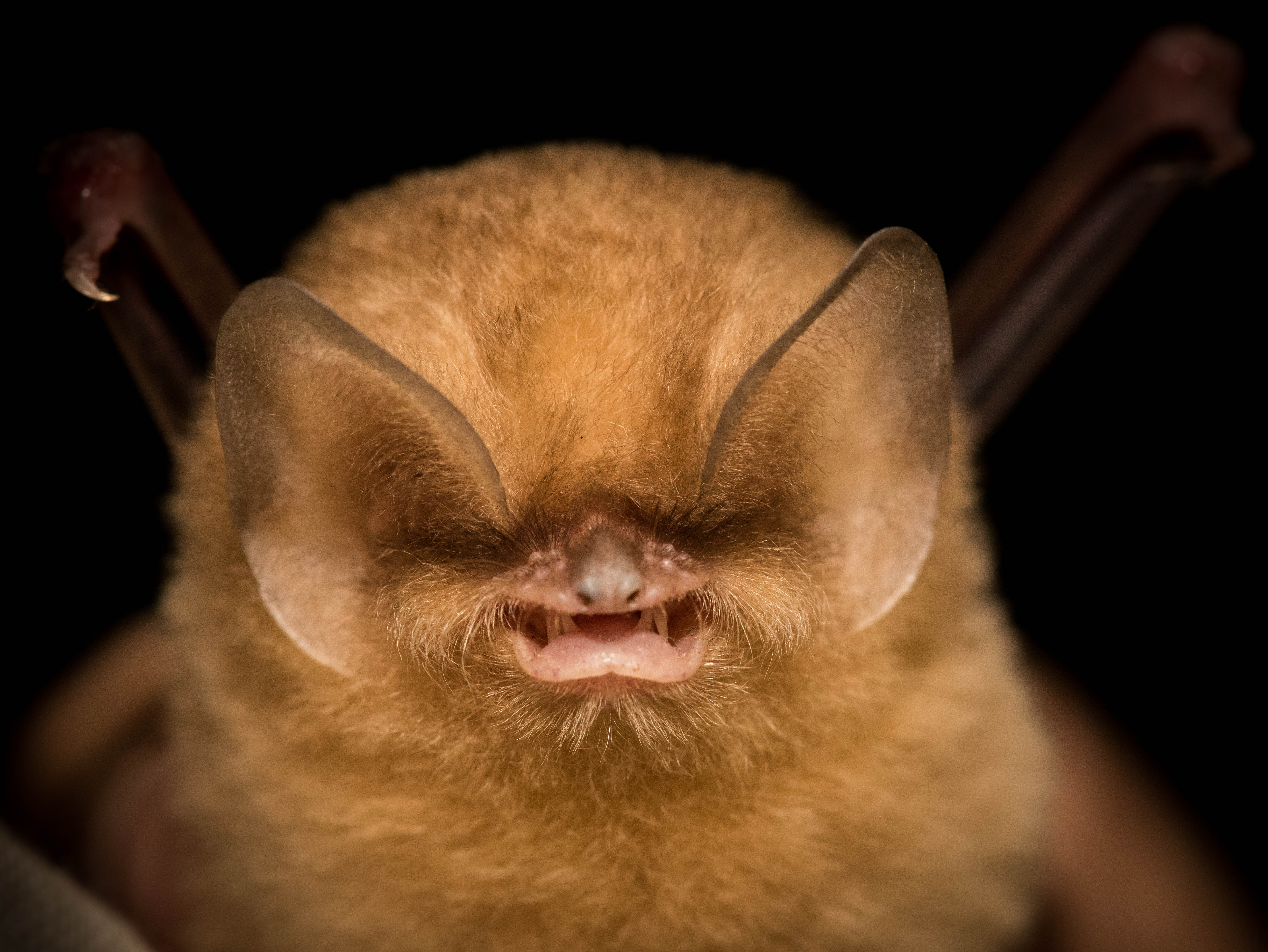 Cuban Greater Funneleared Bat Natalus primus