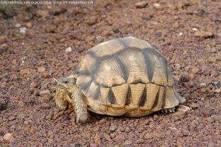 Ploughshare Tortoise