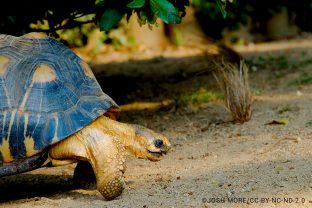 Radiated Tortoise