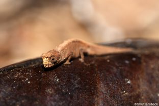 Brookesia minima