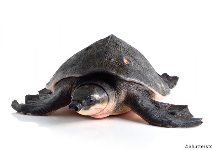 albino fly river turtle