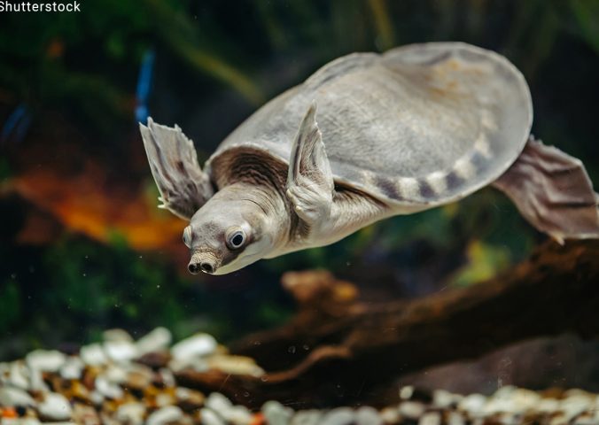 albino fly river turtle