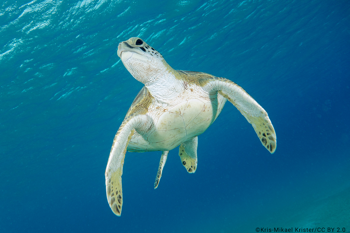 Green Turtle, Sea Turtles, Species