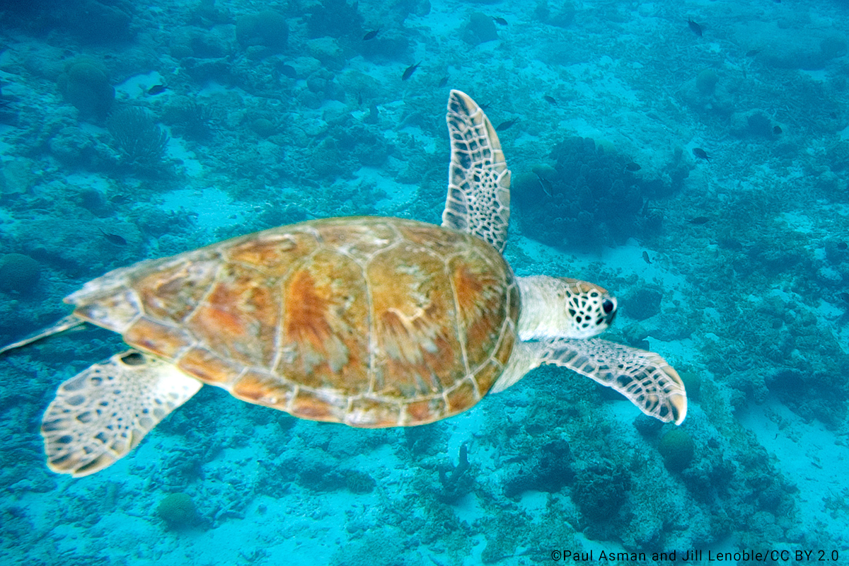 Green Turtle Chelonia mydas