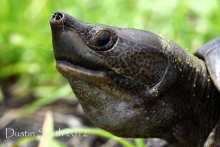 Central American River Turtle