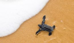Leatherback