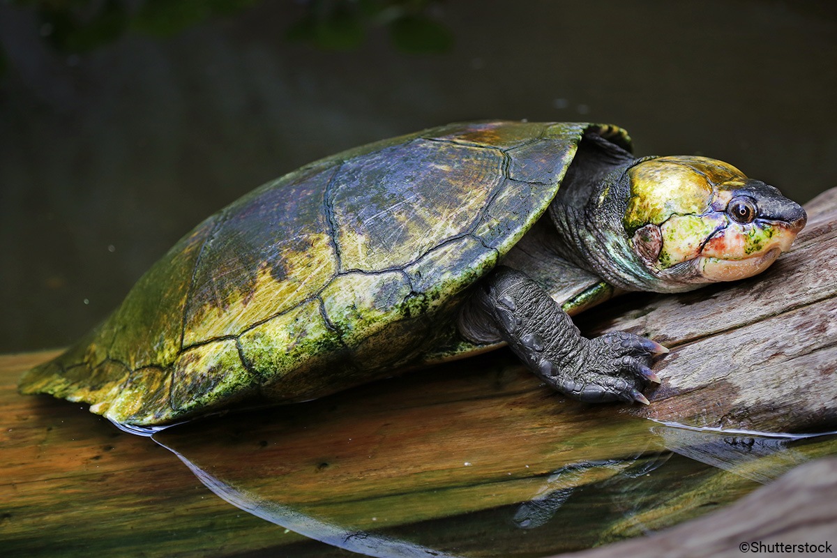 Madagascar Sideneck Turtle/Madagascar big-headed turtle