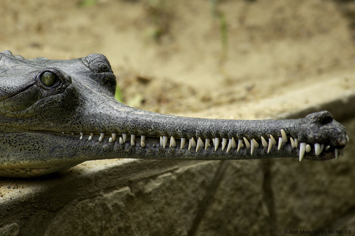 Gharial