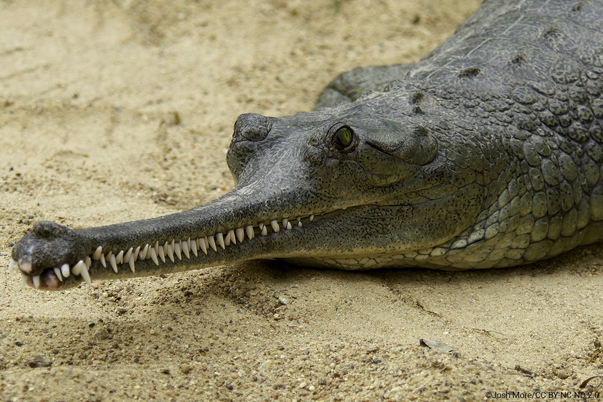 Gharial