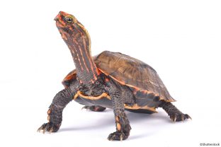 Ryukyu Leaf Turtle
