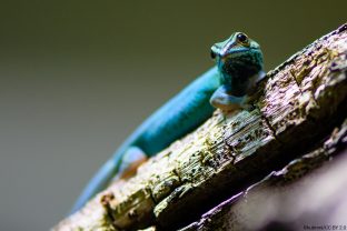 Williams' Dwarf Gecko