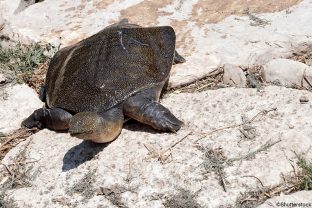 Wattle-necked Softshell Turtle