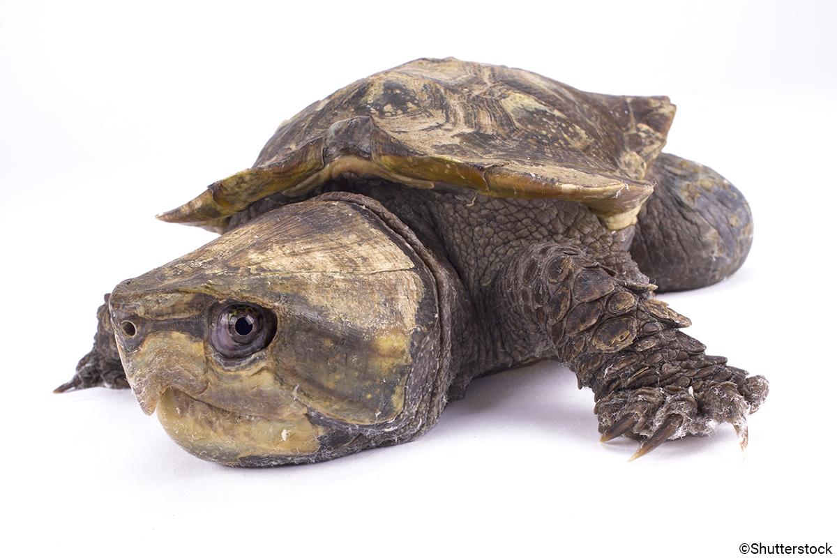 Is The Big-headed Turtle Endangered?