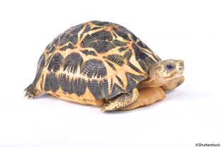 Spider Tortoise