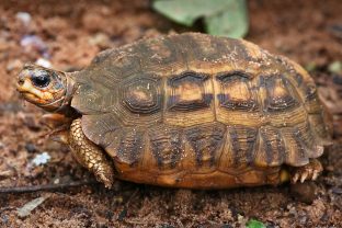 Flat-tailed Tortoise