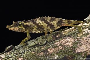 Nguru Pygmy Chameleon
