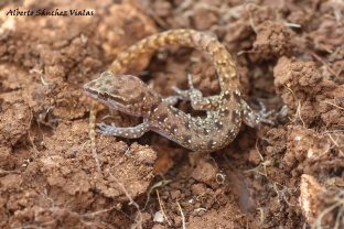 Banded Toed Gecko