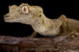 Uroplatus guentheri