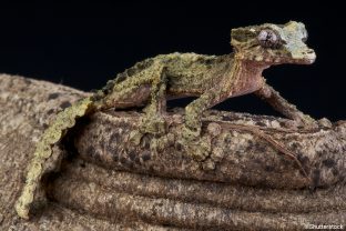 Uroplatus pietschmanni